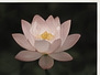 慈悲